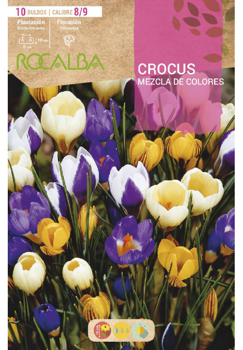 CROCUS -MEZCLA DE COLORES