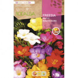 FREESIAS SIMPLES -MEZCLA DE COLORES