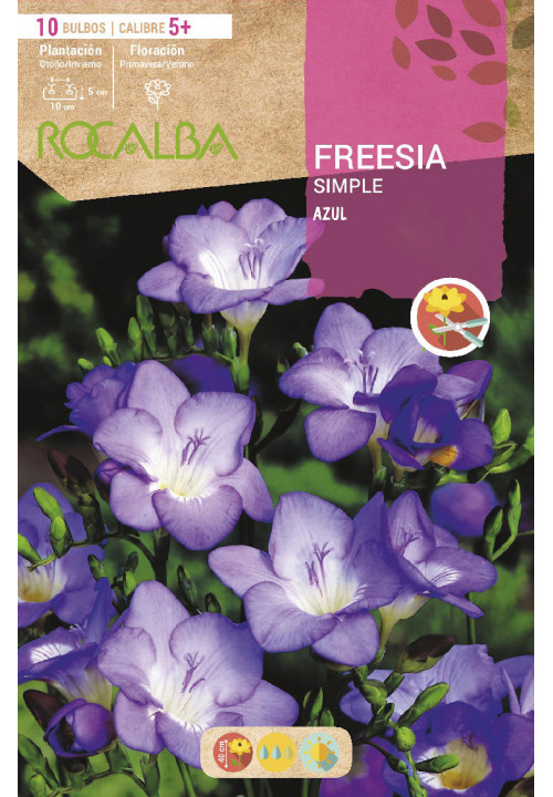 FREESIAS SIMPLES -AZUL