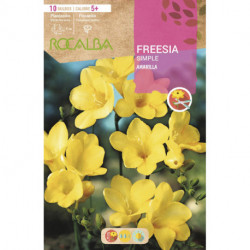 FREESIAS SIMPLES -AMARILLO