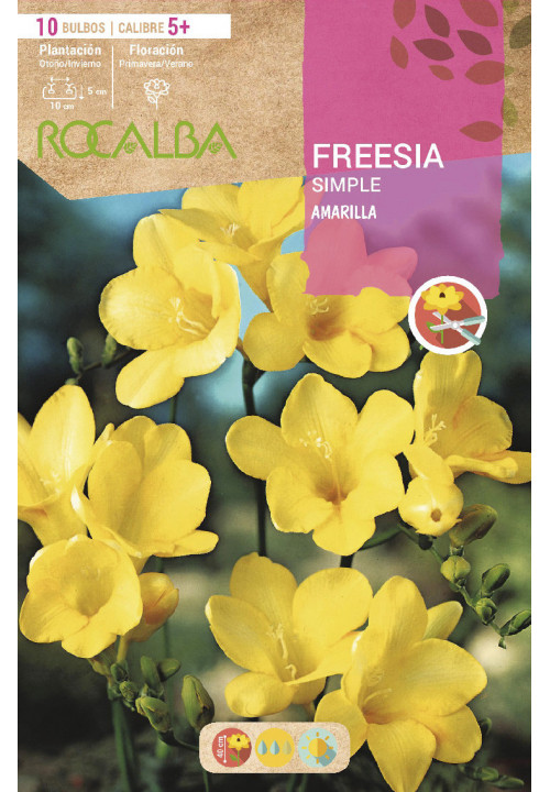 FREESIAS SIMPLES -AMARILLO