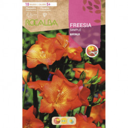 FREESIAS SIMPLES -NARANJA