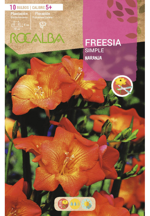 FREESIAS SIMPLES -NARANJA