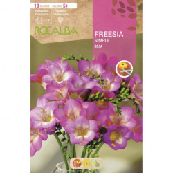 FREESIAS SIMPLES -ROSA