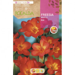 FREESIAS SIMPLES -ROJO