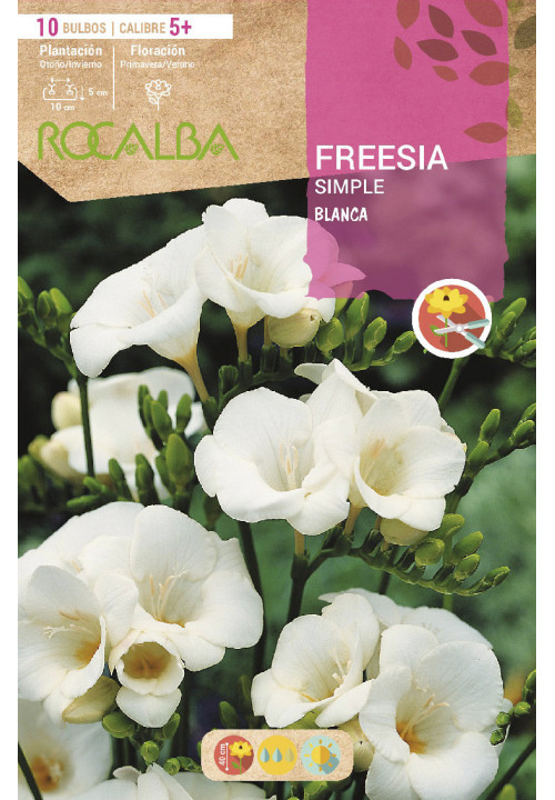 FREESIAS SIMPLES -BLANCO