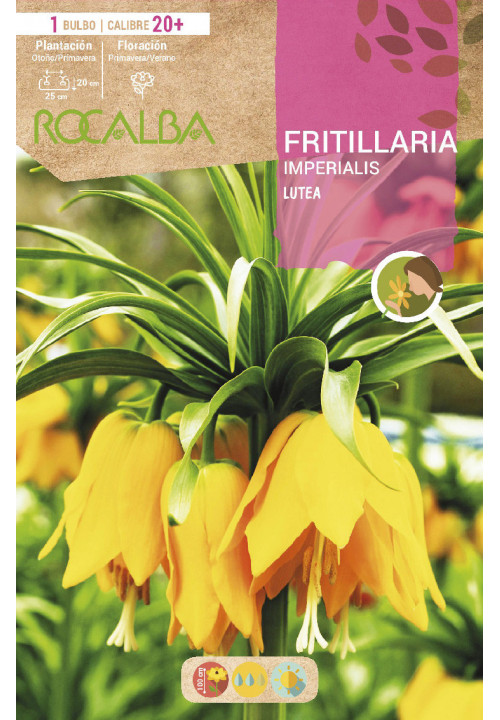 LUTEA -AMARILLO