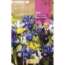 IRIS DE HOLANDA -MEZCLA DE COLORES