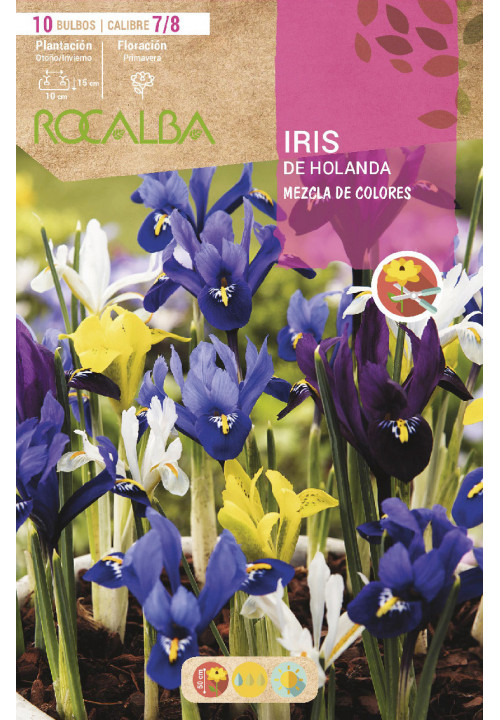 IRIS DE HOLANDA -MEZCLA DE COLORES