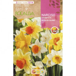 NARCISOS TROMPETA -MEZCLA DE COLORES