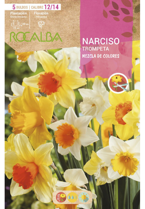 NARCISOS TROMPETA -MEZCLA DE COLORES