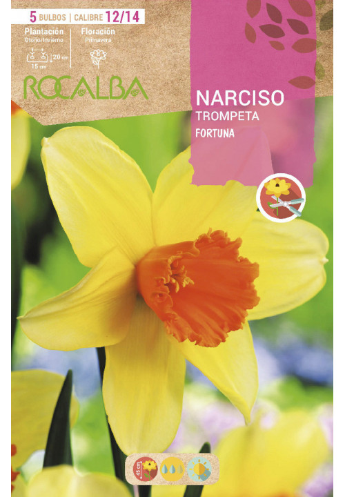 FORTUNA -AMARILLO TROMPETA NARANJA