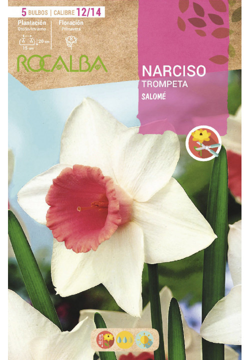 SALOME -BLANCO TROMPETA ROSA