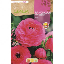 RANUNCULOS -ROSA