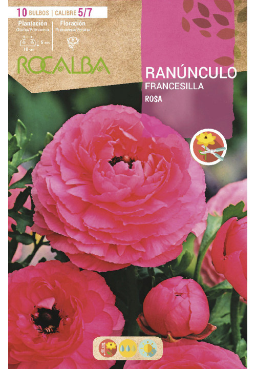 RANUNCULOS -ROSA