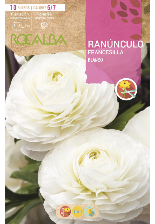 RANUNCULOS -BLANCO