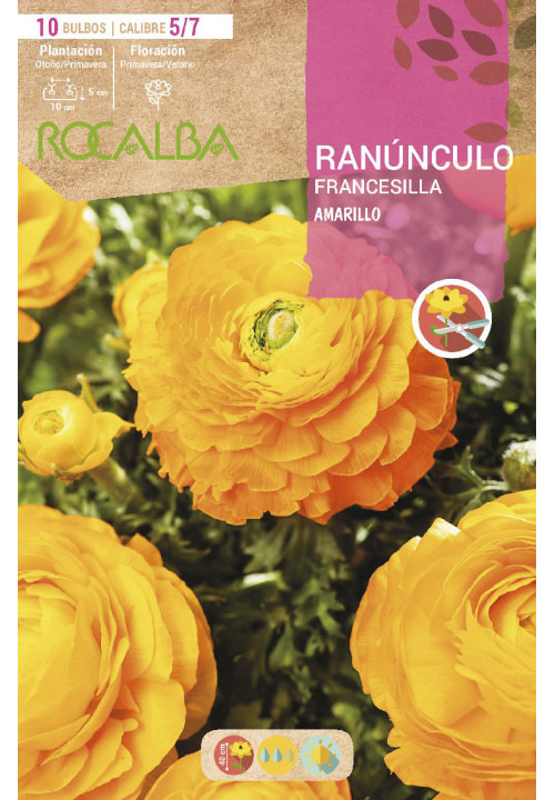 RANUNCULOS -AMARILLO