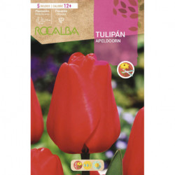 TULIP APELDOORN -ORANGEY/RED-