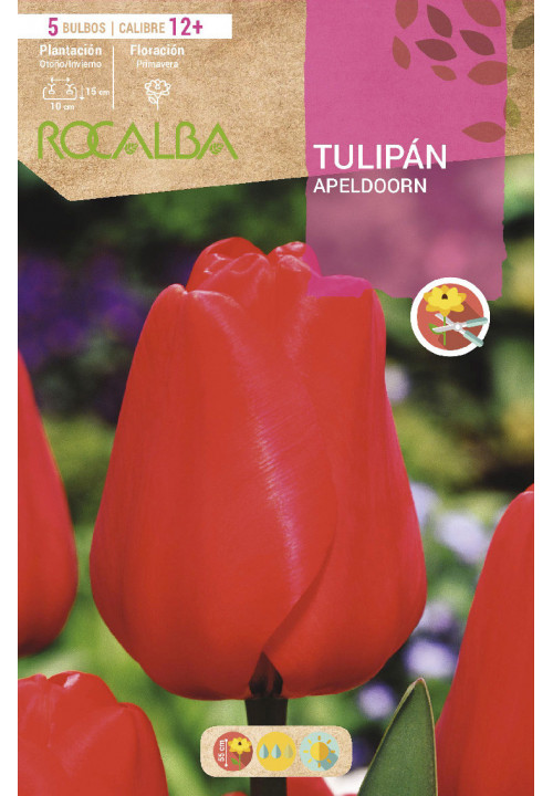 TULIP APELDOORN -ORANGEY/RED-