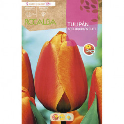 TULIP APELDOORN'S ELITE -RED WITH YELLOW STRIPES-