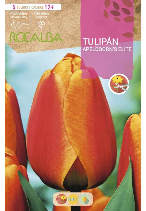 TULIPAN APELDOORN'S ELITE -ROJO ESTRIADO AMARILLO-