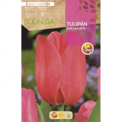 TULIP DON QUIJOTE -PINK-