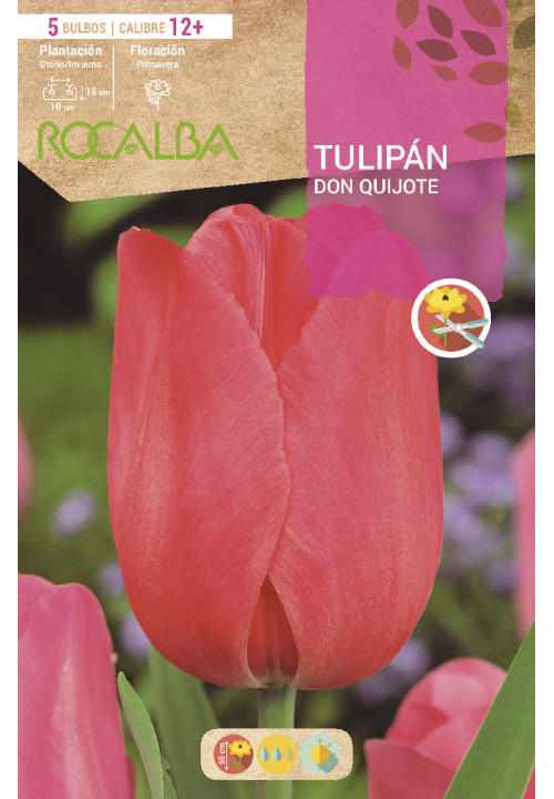 TULIPAN DON QUIJOTE -ROSA-