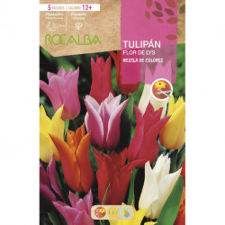 TULIPAN FLOR DE LYS -MEZCLA DE COLORES