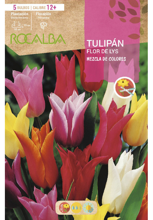 TULIPAN FLOR DE LYS -MEZCLA DE COLORES