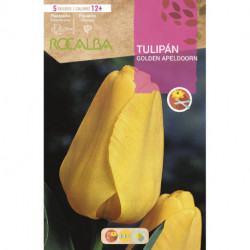 tulipan GOLDEN APELDOORN -AMARILLO BRILLANTE-