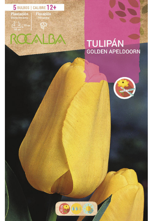 TULIP GOLDEN APELDOORN -SHINY YELLOW-