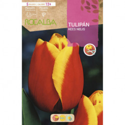 TULIP KEES NELIS -RED AND YELLOW-