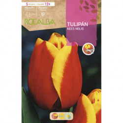 TULIPAN KEES NELIS -ROJO Y AMARILLO-