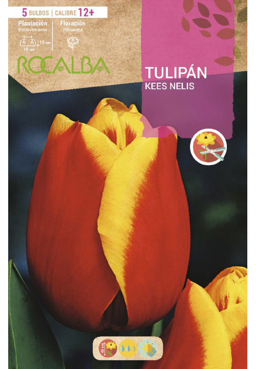 TULIP KEES NELIS -RED AND YELLOW-
