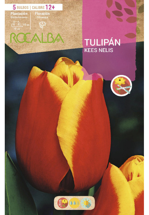 TULIPAN KEES NELIS -ROJO Y AMARILLO-