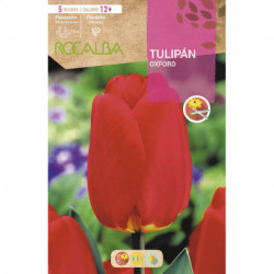 TULIP OXFORD -RED WITH YELLOW BASE-