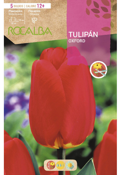 TULIPAN OXFORD -ROJO BASE AMARILLA-