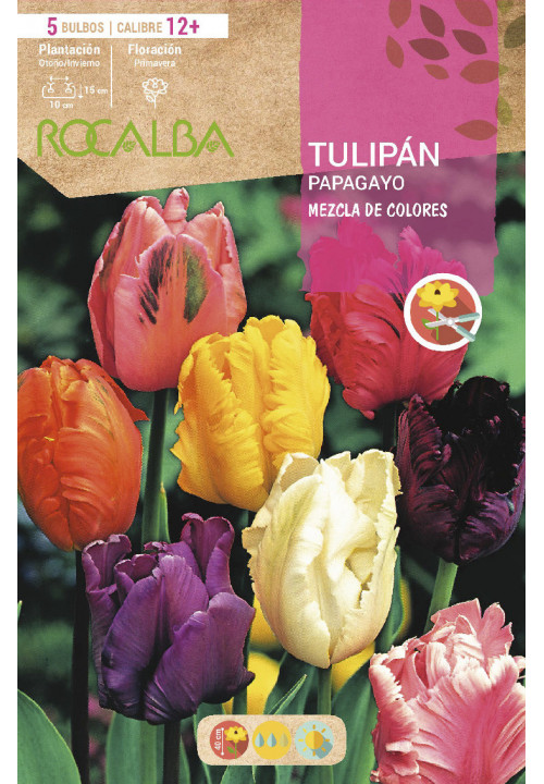 TULIPAN PAPAGAYO -MEZCLA DE COLORES