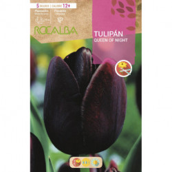 TULIPAN QUEEN OF NIGHT -NEGRO-