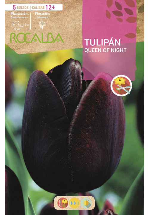 TULIPAN QUEEN OF NIGHT -NEGRO-