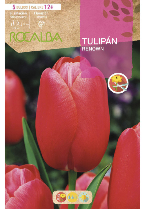 TULIPAN RENOWN