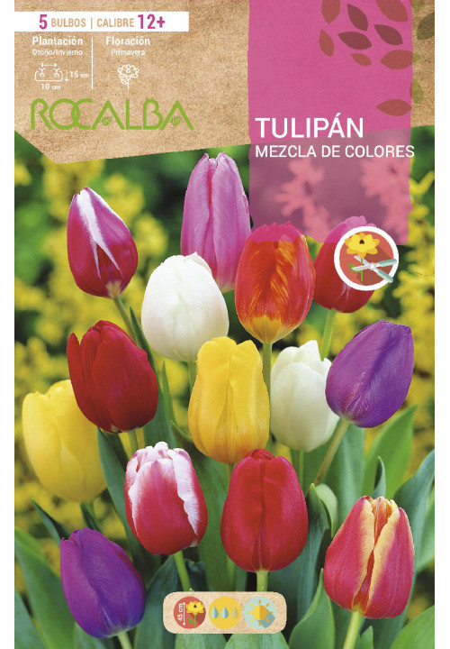 TULIPAN 12+ MEZCLA DE COLORES