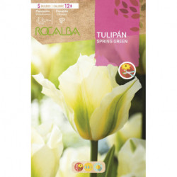 TULIPAN SPRING GREEN -BLANCO MARFIL CON VERDE-