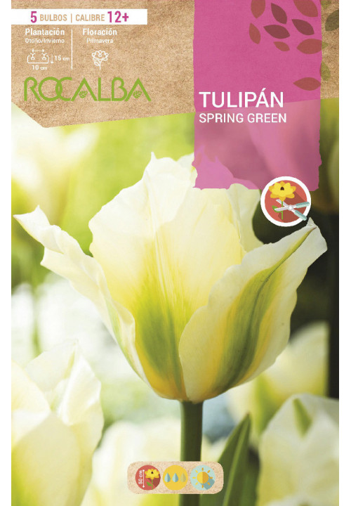 TULIPAN SPRING GREEN -BLANCO MARFIL CON VERDE-