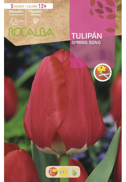 TULIP SPRING SONG -SCARLET WITH WHITE BASE-