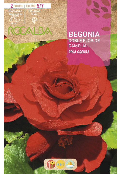 BEGONIAS, BEGONIA TUBEROSA