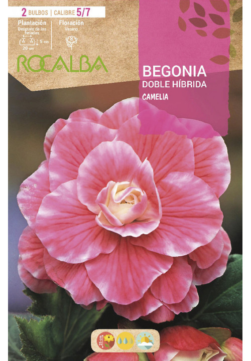 DOBLE CAMELIA -ROSA FUERTE, BORDE BLANCO