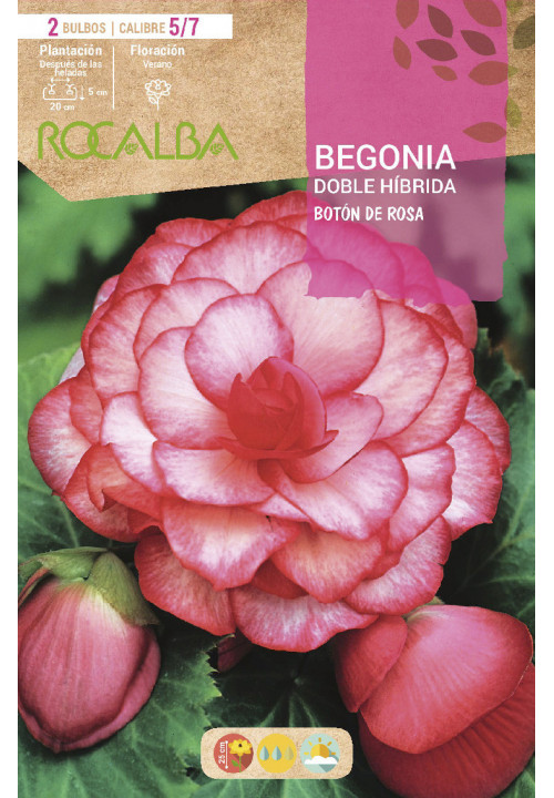 BEGONIAS, BEGONIA TUBEROSA