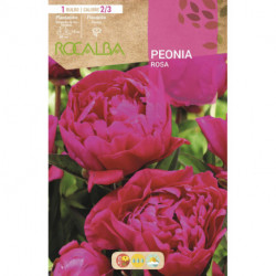 PEONIAS -ROSA