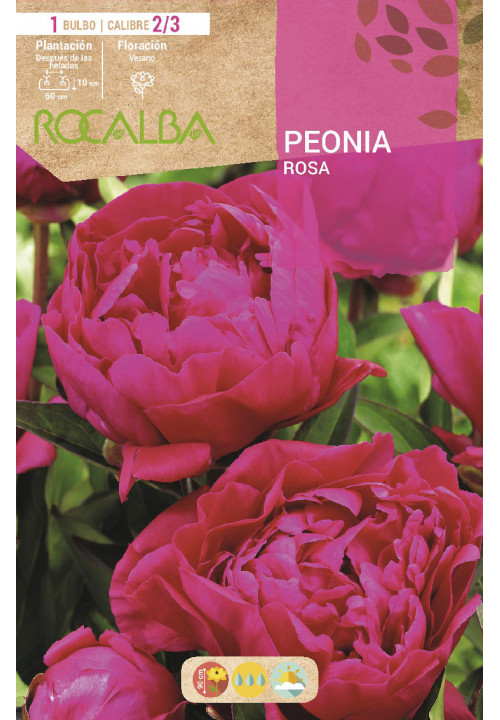 PEONIAS -ROSA